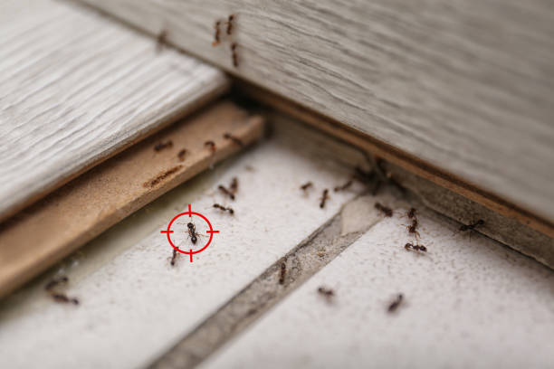 Best Emergency Pest Control  in Cheraw, SC