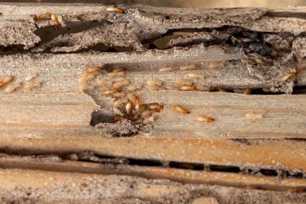 Reliable Cheraw, SC Pest Control Solutions