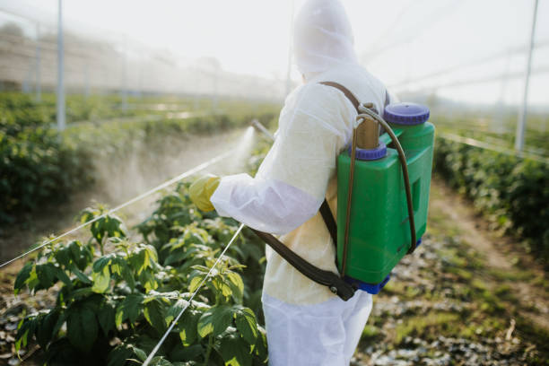 Best Bed Bug Extermination  in Cheraw, SC